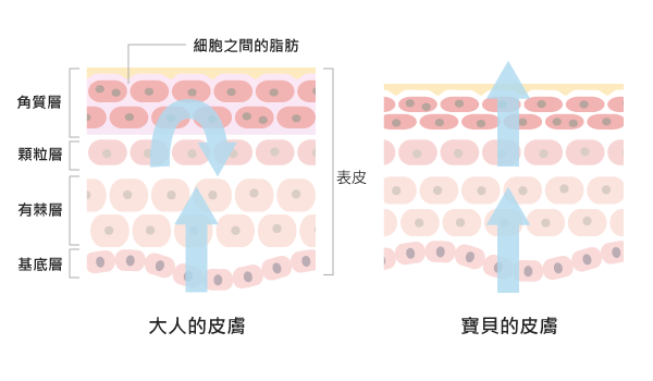 嬰兒肌膚